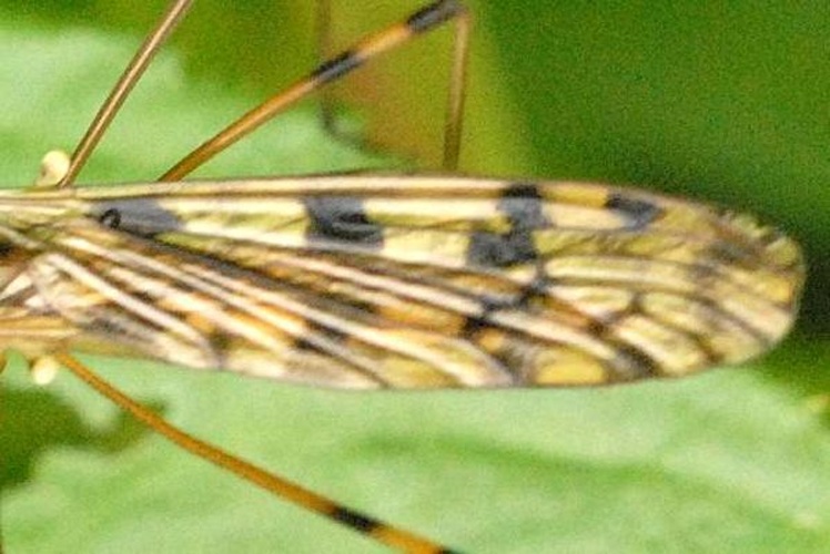 Metalimnobia quadrimaculata © James K. Lindsey