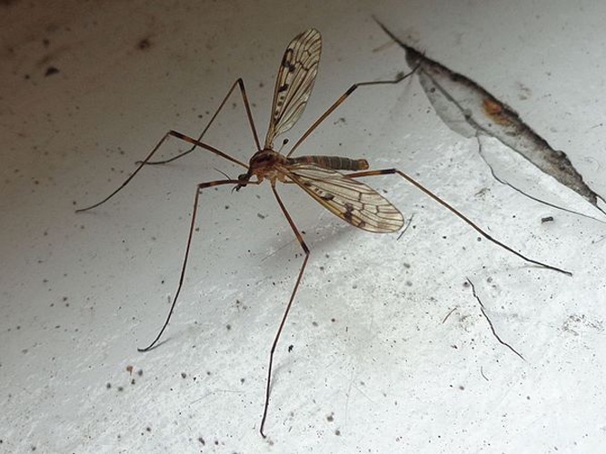 Metalimnobia quadrinotata &copy; <a href="//commons.wikimedia.org/wiki/User:AfroBrazilian" title="User:AfroBrazilian">AfroBrazilian</a>