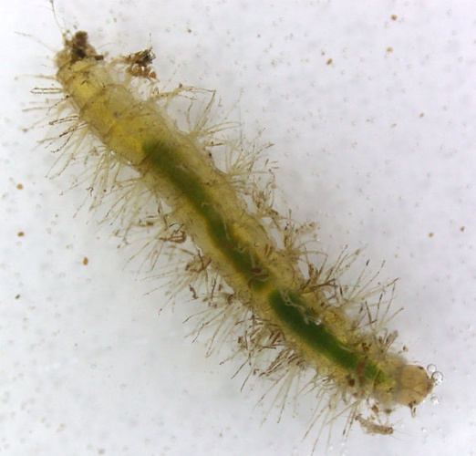 Phalacrocera replicata &copy; <a href="//commons.wikimedia.org/wiki/User:PaulT" title="User:PaulT">PaulT</a>