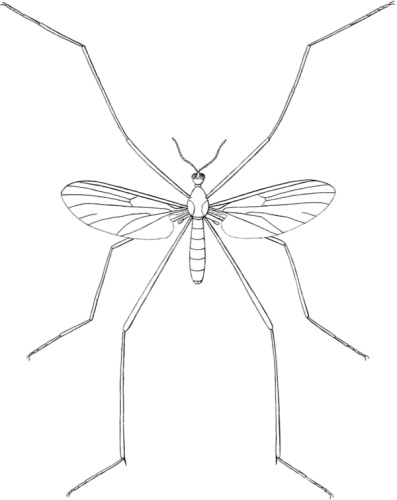 Liponeura cinerascens © Wagenschieber; Hermann Loew;