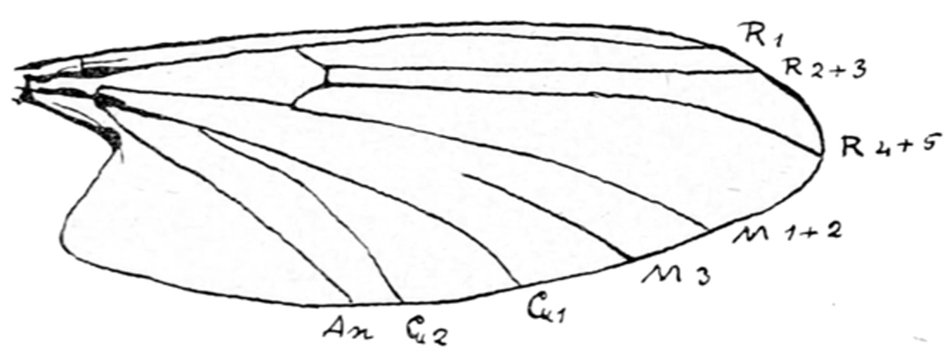 Liponeura decipiens &copy; Mario Bezzi