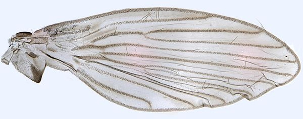 Pericoma fallax &copy; <a rel="nofollow" class="external text" href="https://www.flickr.com/people/130093583@N04">Janet Graham</a>