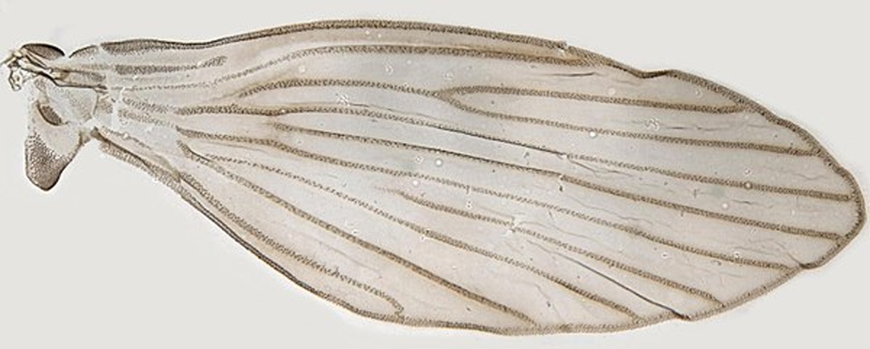 Pericoma trifasciata © <a rel="nofollow" class="external text" href="https://www.flickr.com/people/130093583@N04">Janet Graham</a>