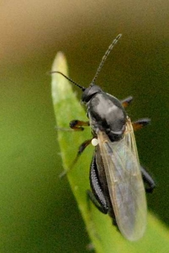 Serromyia femorata © James K. Lindsey