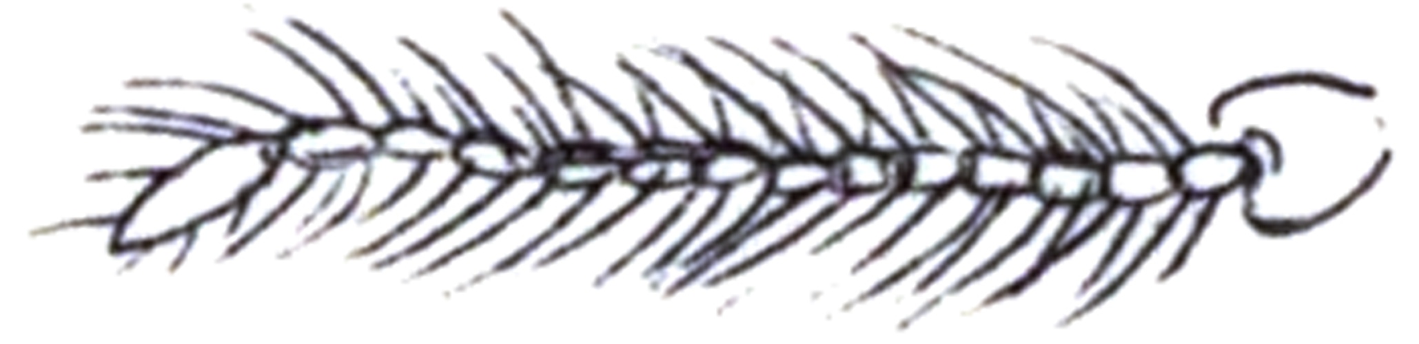 Ablabesmyia monilis © <a rel="nofollow" class="external text" href="https://archive.org/stream/insectabritannic03walkuoft#page/n397/mode/2up">Walker, F. (1856): Insecta Britannica: Diptera. Vol III, p 397, plate XXV.</a>