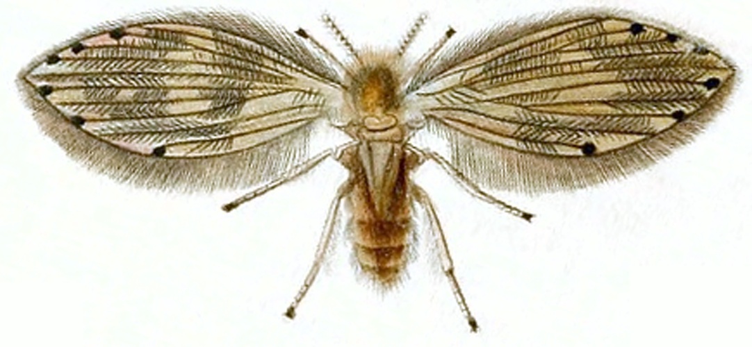 Tinearia alternata © John Curtis’s British Entomology 1824–1840