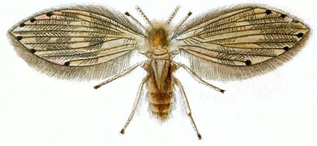 Tinearia alternata &copy; John Curtis’s British Entomology 1824–1840