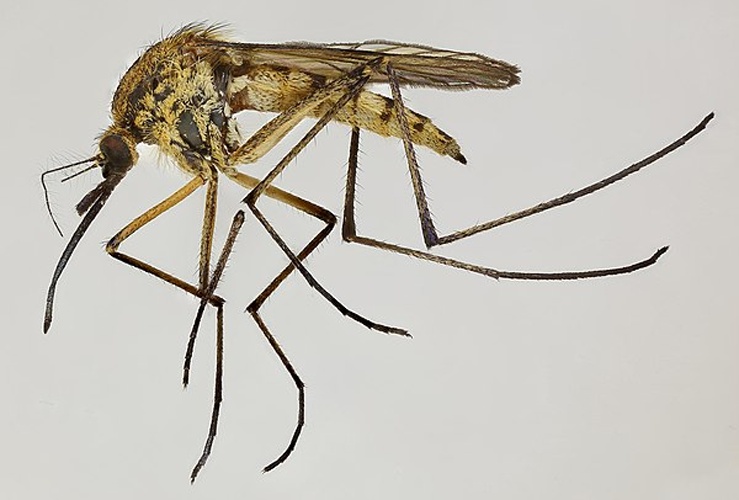 Aedes rusticus © <a rel="nofollow" class="external text" href="https://www.flickr.com/people/130093583@N04">Janet Graham</a>