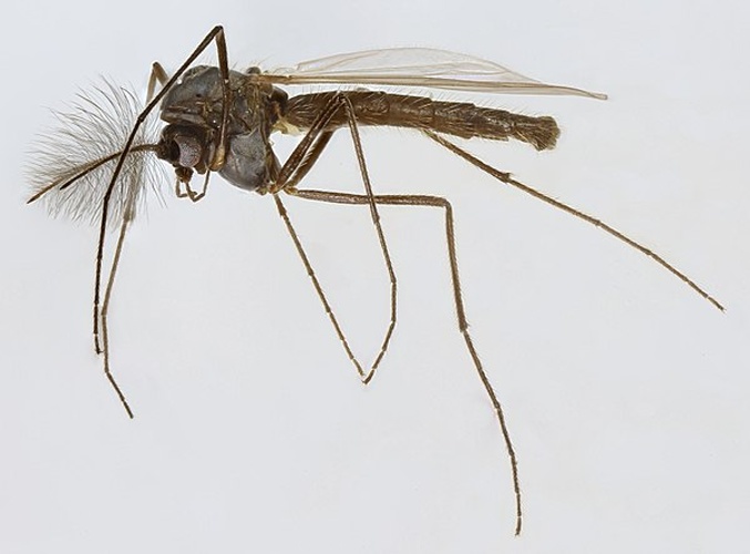 Chaetocladius suecicus &copy; <a rel="nofollow" class="external text" href="https://www.flickr.com/people/130093583@N04">Janet Graham</a>