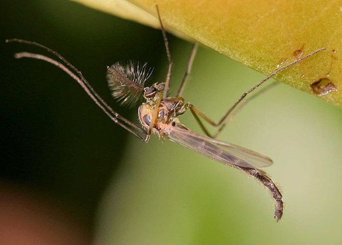 Chironomus plumosus © 