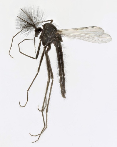 Metriocnemus picipes © <a rel="nofollow" class="external text" href="https://www.flickr.com/people/130093583@N04">Janet Graham</a>