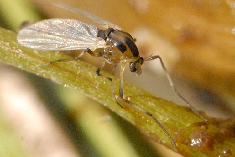 Potthastia gaedii © James K. Lindsey