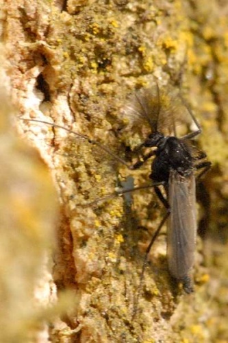 Tanytarsus sylvaticus &copy; James K. Lindsey