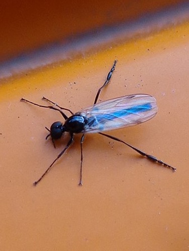 Bibio lepidus &copy; <a href="//commons.wikimedia.org/wiki/User:AfroBrazilian" title="User:AfroBrazilian">AfroBrazilian</a>