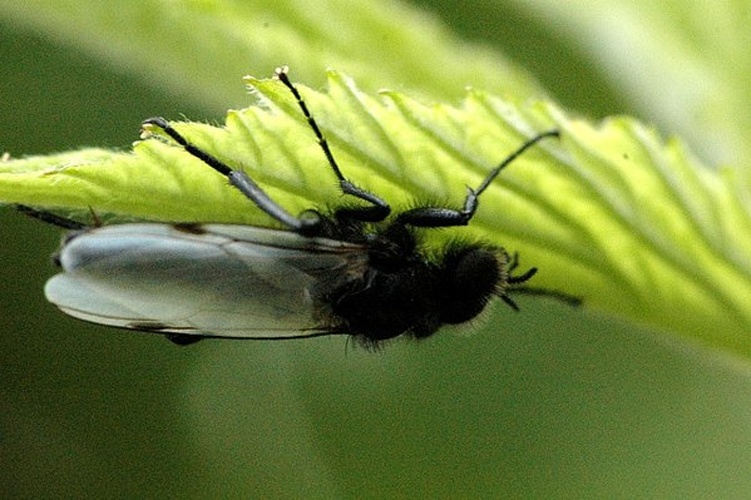 Bibio leucopterus © James K. Lindsey