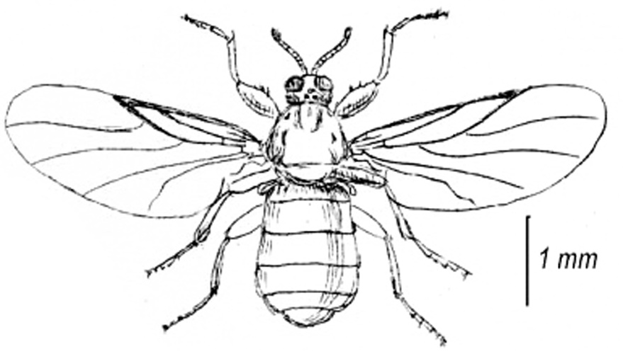 Aspistes berolinensis © <a rel="nofollow" class="external text" href="https://archive.org/stream/insectabritannic03walkuoft#page/n393/mode/2up">Walker, F. (1856): Insecta Britannica: Diptera. Vol III, p 393, plate XXIV.</a>
