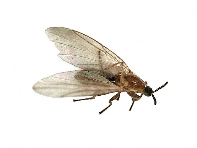 Apiloscatopse flavicollis &copy; <table style="width:100%; border:1px solid #aaa; background:#efd; text-align:center"><tbody><tr>
<td>
<a href="//commons.wikimedia.org/wiki/File:Aspitates_ochrearia.jpg" class="image"><img alt="Aspitates ochrearia.jpg" src="https://upload.wikimedia.org/wikipedia/commons/thumb/b/bc/Aspitates_ochrearia.jpg/55px-Aspitates_ochrearia.jpg" decoding="async" width="55" height="41" srcset="https://upload.wikimedia.org/wikipedia/commons/thumb/b/bc/Aspitates_ochrearia.jpg/83px-Aspitates_ochrearia.jpg 1.5x, https://upload.wikimedia.org/wikipedia/commons/thumb/b/bc/Aspitates_ochrearia.jpg/110px-Aspitates_ochrearia.jpg 2x" data-file-width="800" data-file-height="600"></a>
</td>
<td>This image is created by user <a rel="nofollow" class="external text" href="http://waarneming.nl/user/photos/86595">B. Schoenmakers</a> at <a rel="nofollow" class="external text" href="http://waarneming.nl/">waarneming.nl</a>, a source of nature observations in the Netherlands.
</td>
</tr></tbody></table>