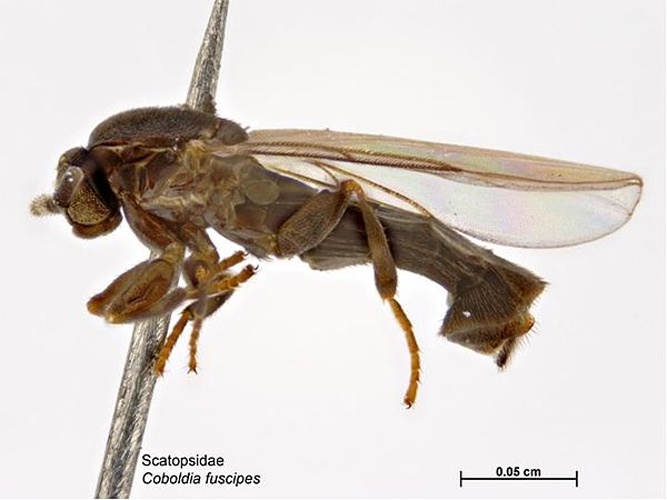 Coboldia fuscipes &copy; Caroline Harding, MAF