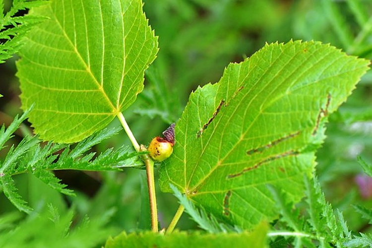 Contarinia tiliarum &copy; <a href="//commons.wikimedia.org/wiki/User:Jean.claude" title="User:Jean.claude">Jean.claude</a>