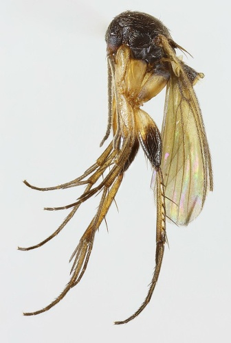 Sceptonia nigra © <a rel="nofollow" class="external text" href="https://www.flickr.com/people/130093583@N04">Janet Graham</a>