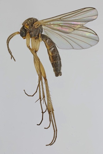 Trichonta terminalis © <a rel="nofollow" class="external text" href="https://www.flickr.com/people/130093583@N04">Janet Graham</a>