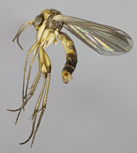 Trichonta vitta &copy; <a rel="nofollow" class="external text" href="https://www.flickr.com/people/130093583@N04">Janet Graham</a>