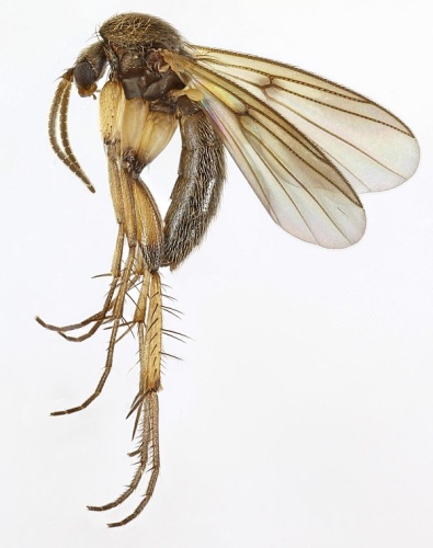 Zygomyia humeralis © <a rel="nofollow" class="external text" href="https://www.flickr.com/people/149164524@N06">janet graham</a>