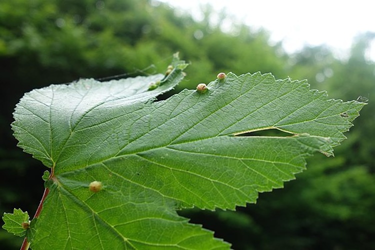 Dasineura ulmaria © <a href="//commons.wikimedia.org/wiki/User:Jean.claude" title="User:Jean.claude">Jean.claude</a>