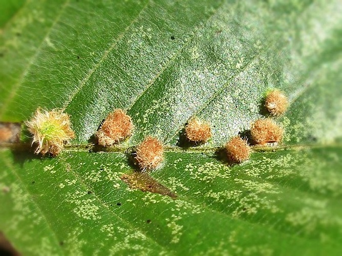 Hartigiola annulipes &copy; <a href="//commons.wikimedia.org/wiki/User:Bj.schoenmakers" title="User:Bj.schoenmakers">Bj.schoenmakers</a>