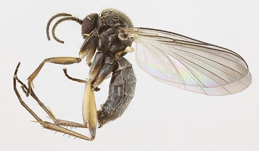 Docosia sciarina © <a rel="nofollow" class="external text" href="https://www.flickr.com/people/130093583@N04">Janet Graham</a>