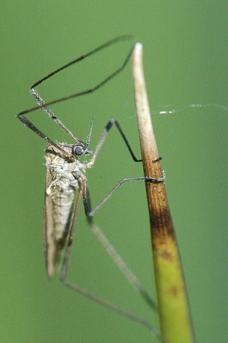 Boletina dubia © James K. Lindsey