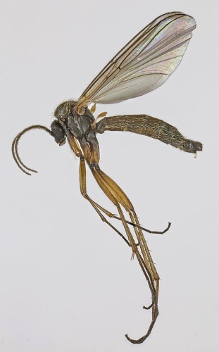 Boletina gripha &copy; <a rel="nofollow" class="external text" href="https://www.flickr.com/people/130093583@N04">Janet Graham</a>