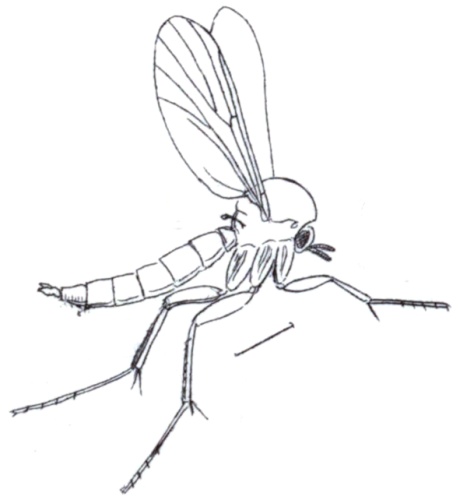 Mycetophila cingulum © Francis Walker