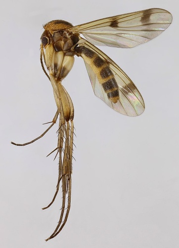 Mycetophila formosa © <a rel="nofollow" class="external text" href="https://www.flickr.com/people/130093583@N04">Janet Graham</a>