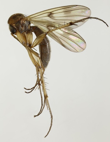 Mycetophila ocellus © <a rel="nofollow" class="external text" href="https://www.flickr.com/people/130093583@N04">Janet Graham</a>