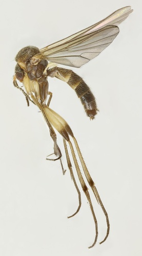 Phronia tenuis © <a rel="nofollow" class="external text" href="https://www.flickr.com/people/130093583@N04">Janet Graham</a>