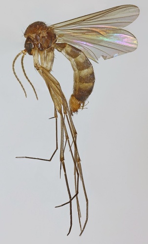 Rymosia fasciata © <a rel="nofollow" class="external text" href="https://www.flickr.com/people/130093583@N04">Janet Graham</a>