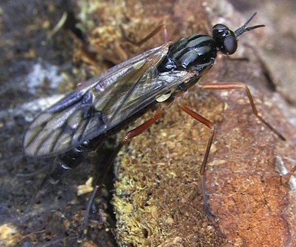 Xylophagus ater &copy; <a href="//commons.wikimedia.org/wiki/User:Pristurus" title="User:Pristurus">Pristurus</a>