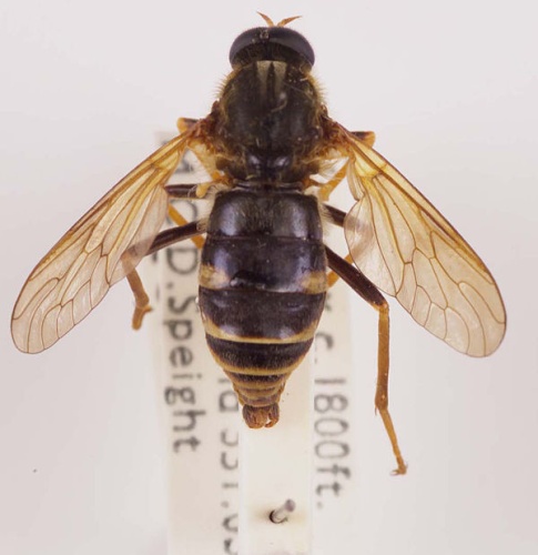 Coenomyia ferruginea &copy; Robert Nash Curator of Entomology Ulster Museum