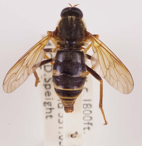 Coenomyia ferruginea © Robert Nash Curator of Entomology Ulster Museum