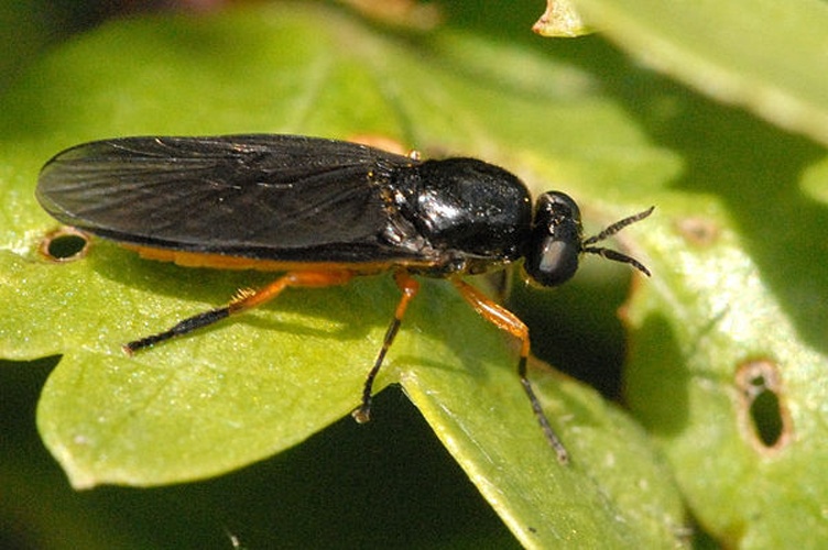 Beris clavipes © James K. Lindsey