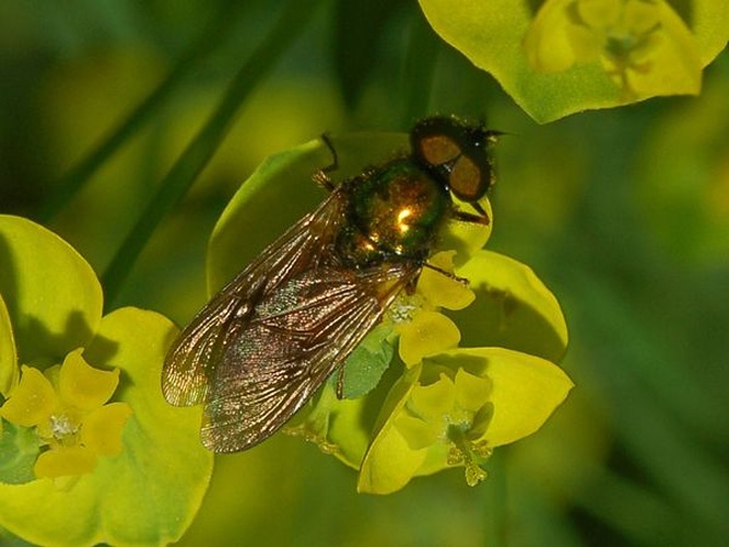 Chloromyia formosa © <a href="//commons.wikimedia.org/wiki/User:Hectonichus" title="User:Hectonichus">Hectonichus</a>