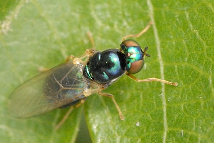 Microchrysa cyaneiventris &copy; James K. Lindsey