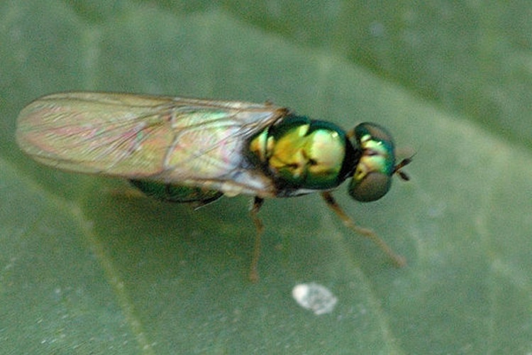 Microchrysa polita &copy; James K. Lindsey