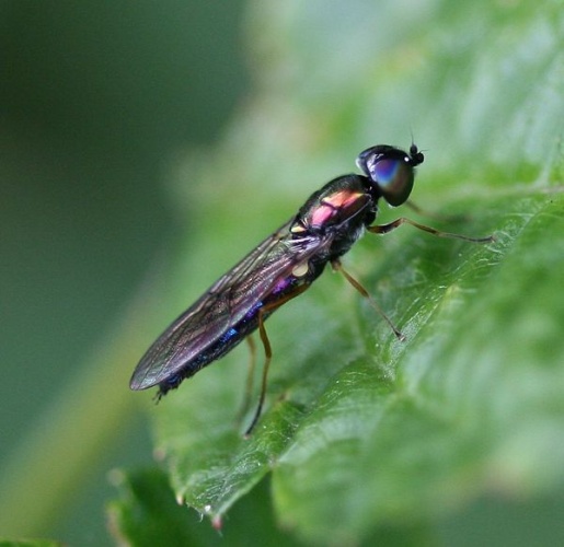 Sargus flavipes © <a rel="nofollow" class="external text" href="https://www.flickr.com/people/35142635@N05">Silversyrpher</a>