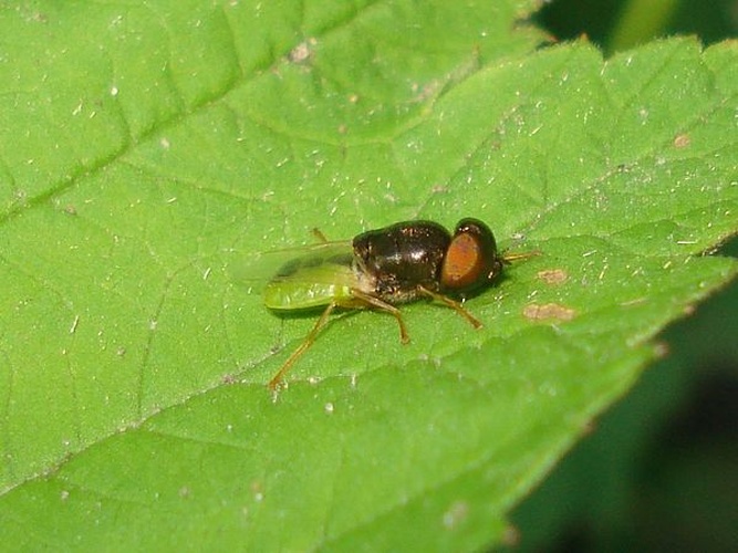 Odontomyia angulata © <a href="//commons.wikimedia.org/wiki/User:Sanja565658" title="User:Sanja565658">Sanja565658</a>
