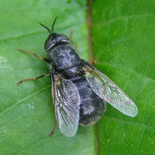 Odontomyia tigrina © <a href="//commons.wikimedia.org/w/index.php?title=User:TristramBrelstaff&amp;action=edit&amp;redlink=1" class="new" title="User:TristramBrelstaff (page does not exist)">TristramBrelstaff</a>
