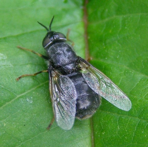 Odontomyia tigrina © <a href="//commons.wikimedia.org/w/index.php?title=User:TristramBrelstaff&amp;action=edit&amp;redlink=1" class="new" title="User:TristramBrelstaff (page does not exist)">TristramBrelstaff</a>