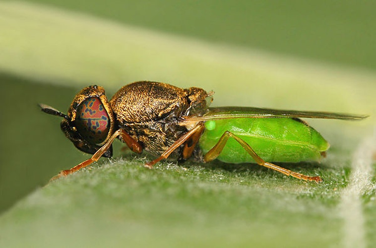Oplodontha viridula &copy; <a rel="nofollow" class="external text" href="https://www.flickr.com/people/38628972@N05">Lukas Jonaitis</a> from Vilnius, Lithuania