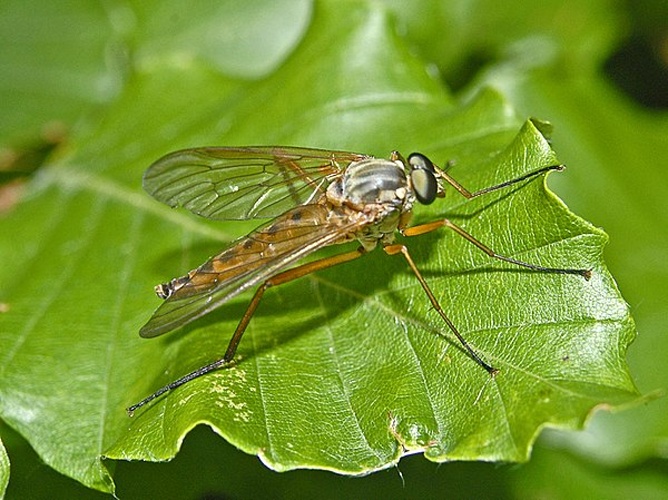 Rhagio tringarius &copy; <a href="//commons.wikimedia.org/wiki/User:Hectonichus" title="User:Hectonichus">Hectonichus</a>